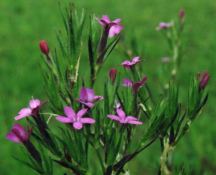 Dianthus armeria